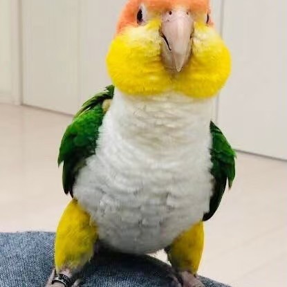 爱吃炒肥瘦的明信片