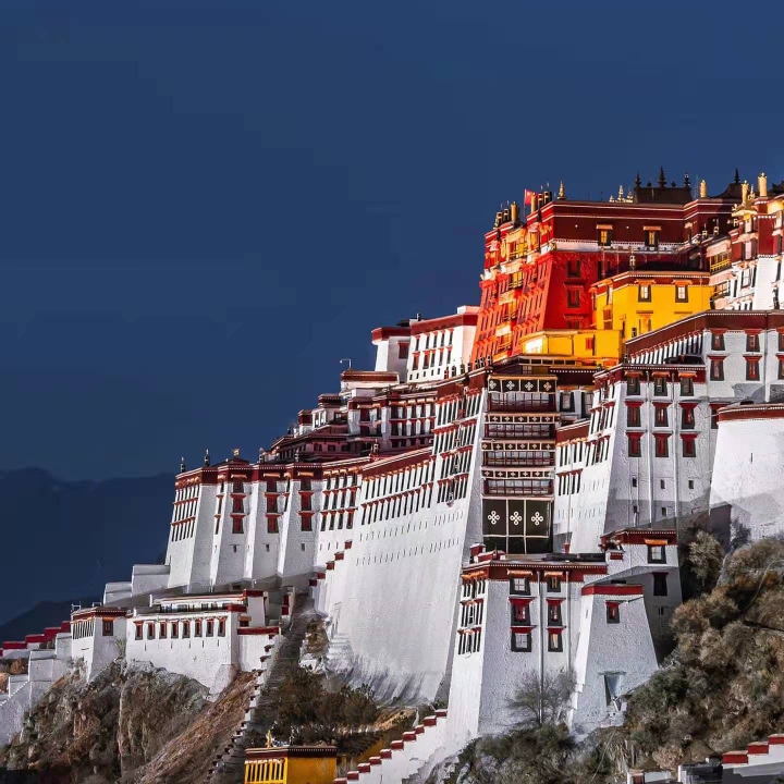 爱吃娃娃白菜的布朗尼