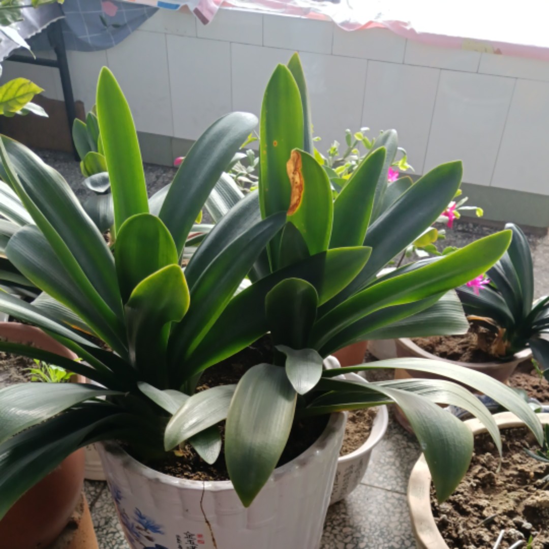 疯狂的一颗红豆