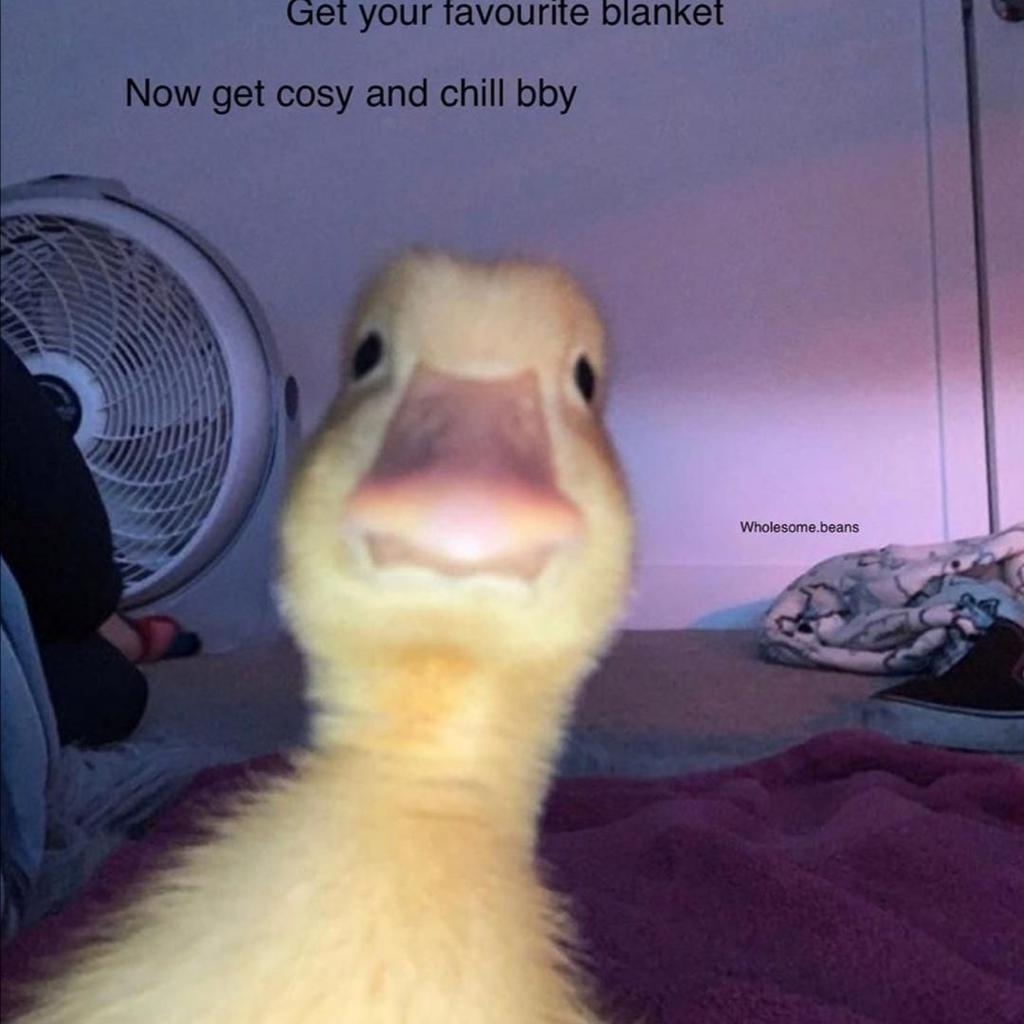 赫尔希自信的半夏