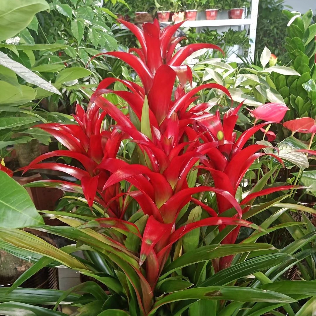 玫瑰红的康定繁缕