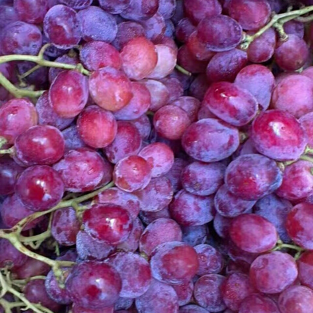 紫葡萄