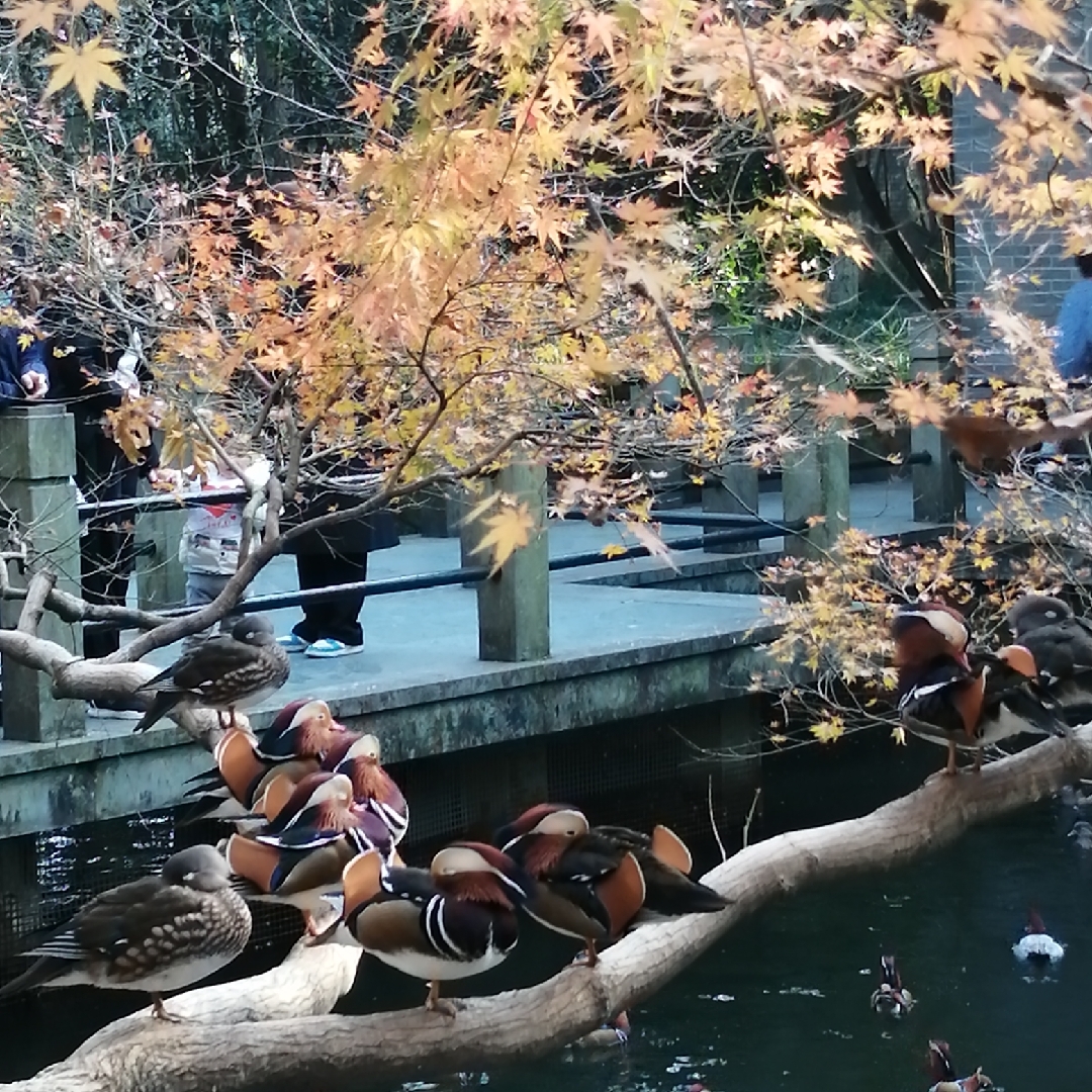 爱吃三丁炒肉的沙冰