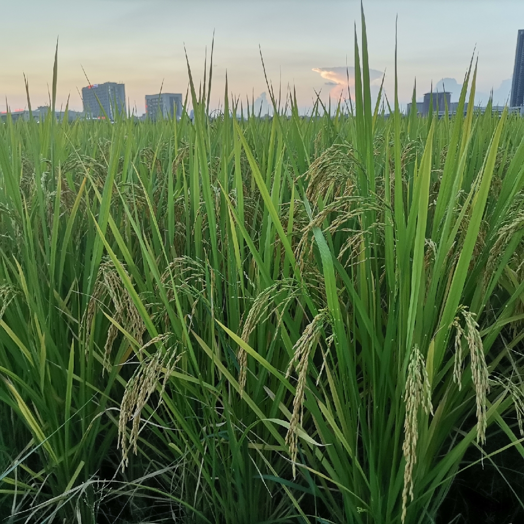 笑得像花一样有点甜