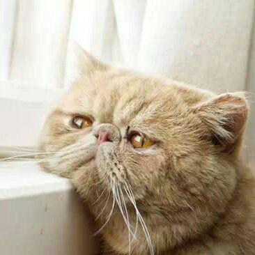 麻花藤很傻很傻