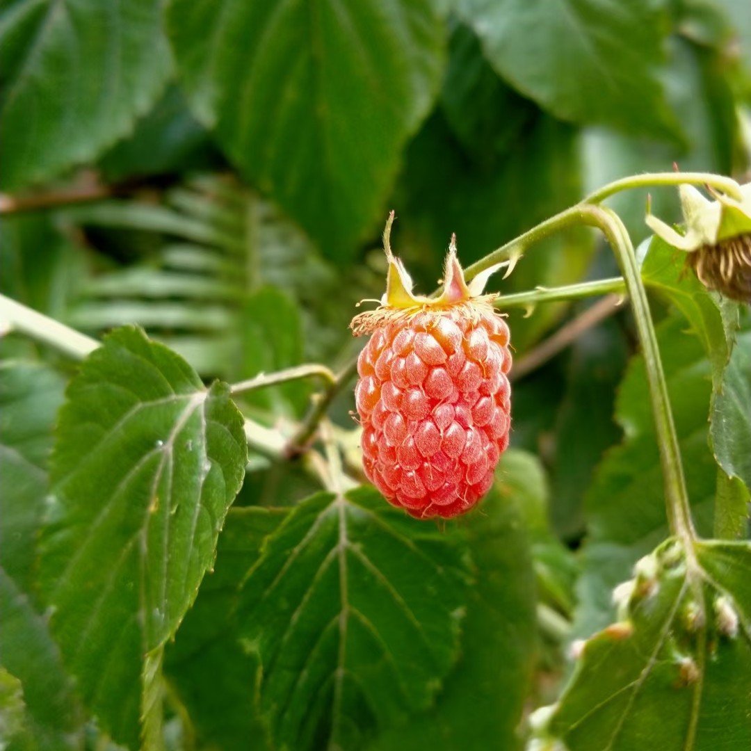 苹果