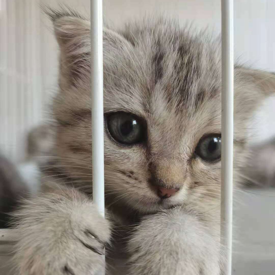 盐西爱吃盐西(^^)