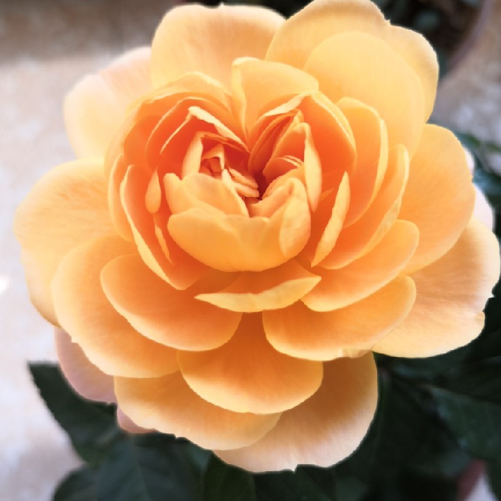 阳光在涟漪上跳舞