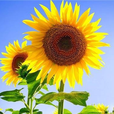 csdcsq萌萌很靠谱