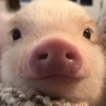 爱吃苹果的弃疾