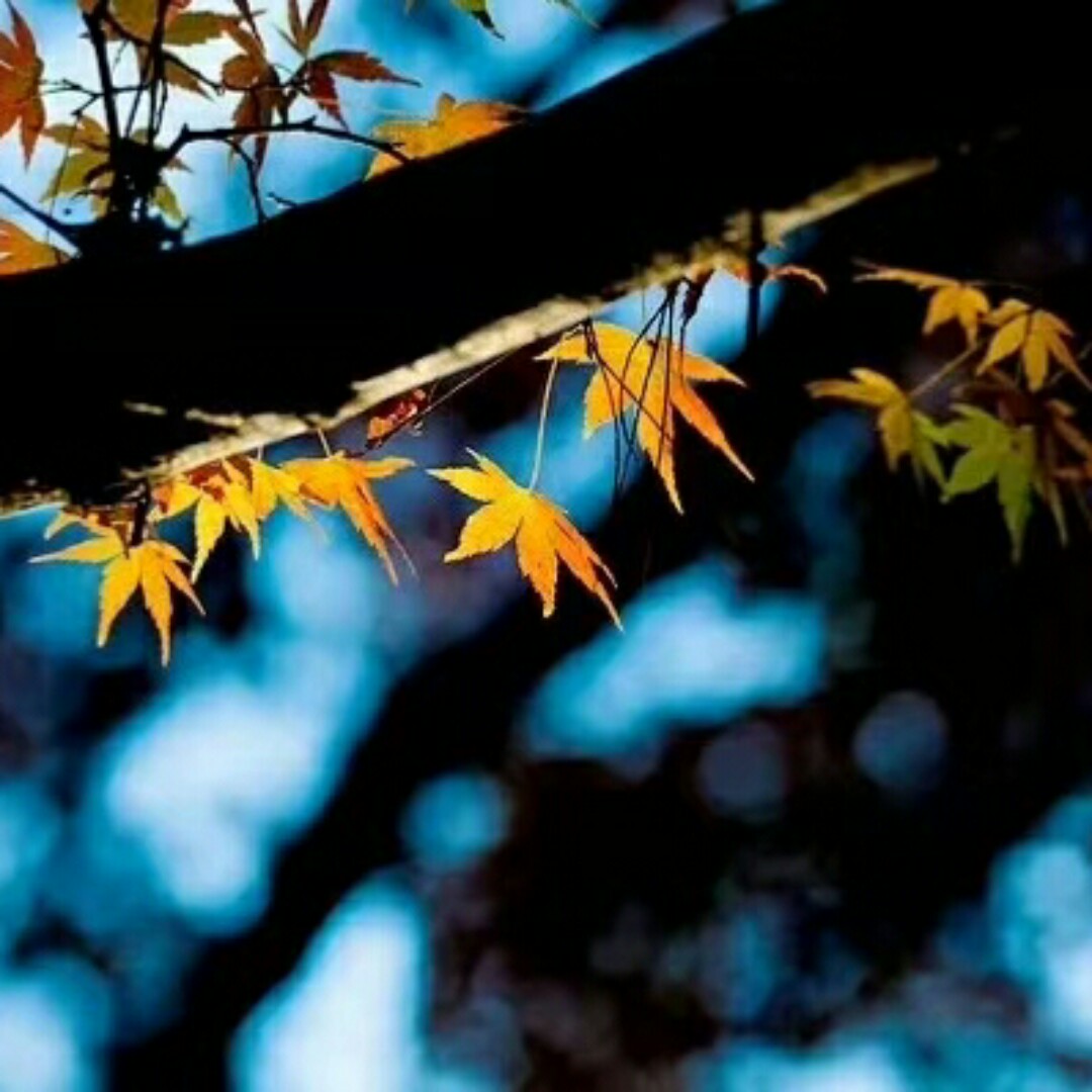 灰蒙蒙的亚当zg