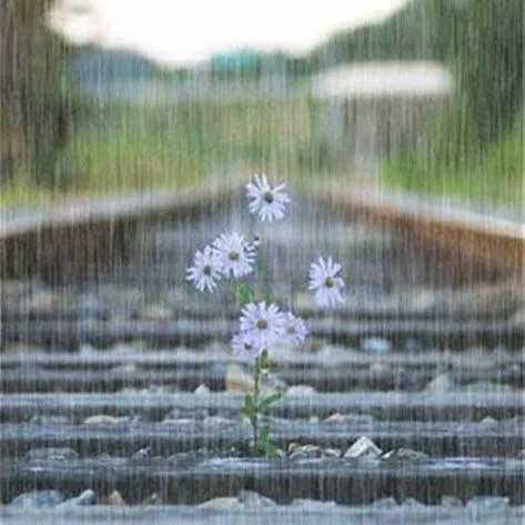 秋雨绵绵