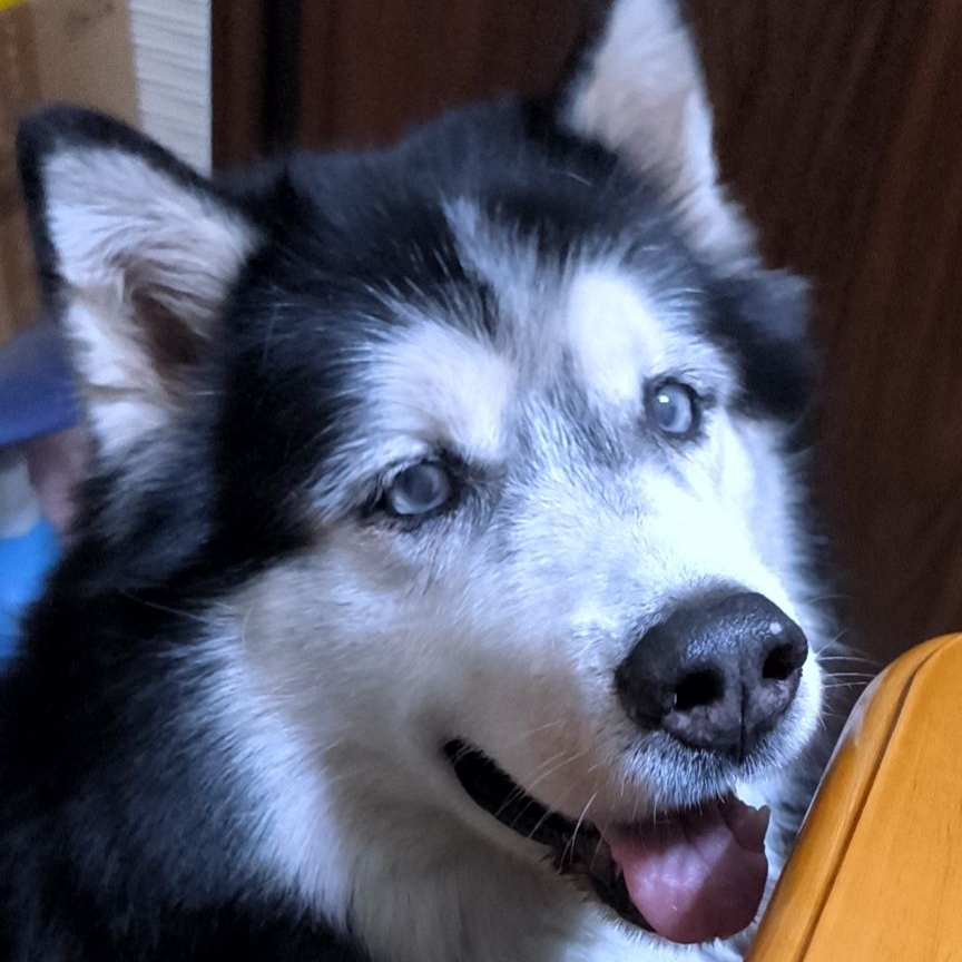 森林里的大黑熊