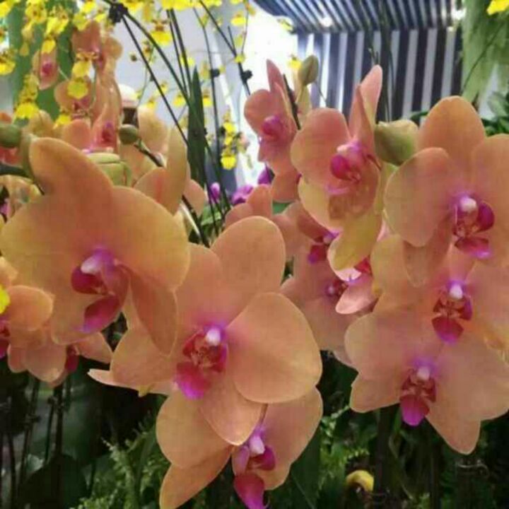 /&amp;红颜为君醉