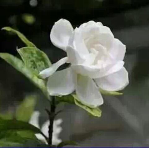 甜甜圈里的歌啊