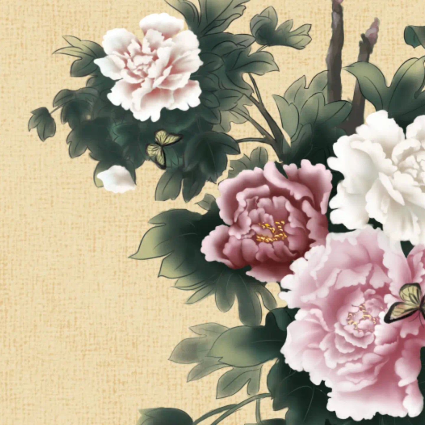 卡莱达初级三七