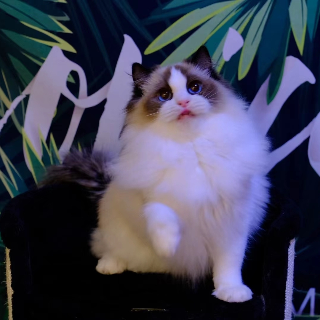 爱吃酱卤鸭翅的薯条