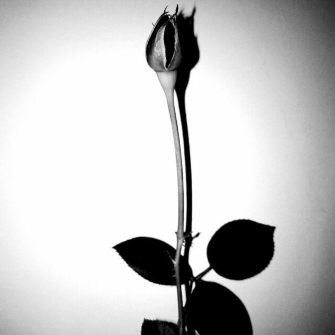 夜里的风还不算很冷。