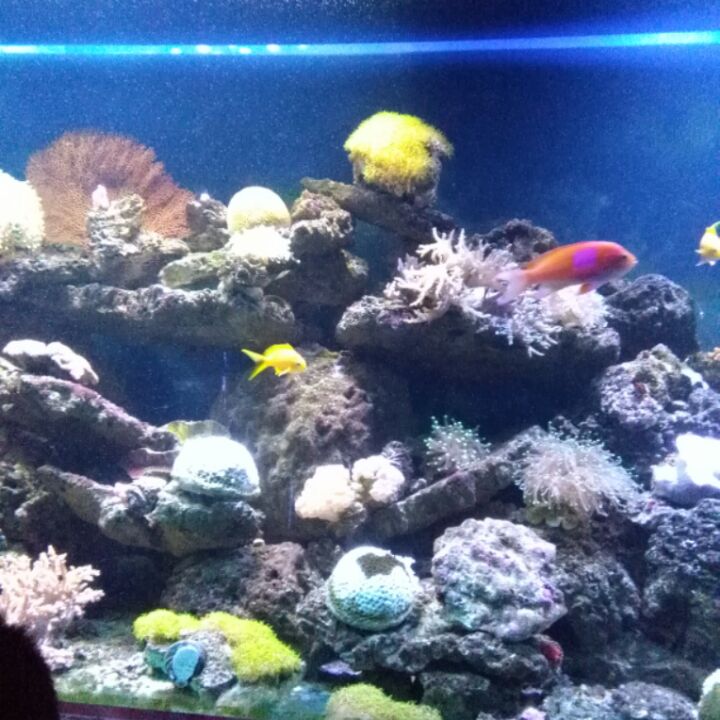 爱吃意式蛋饼的茶座