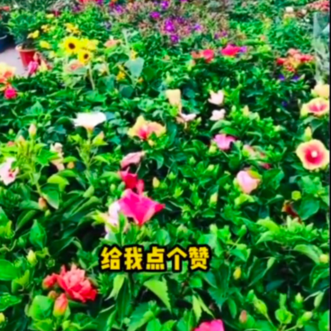 爱打扮(www.idaban.cn)，茉莉花