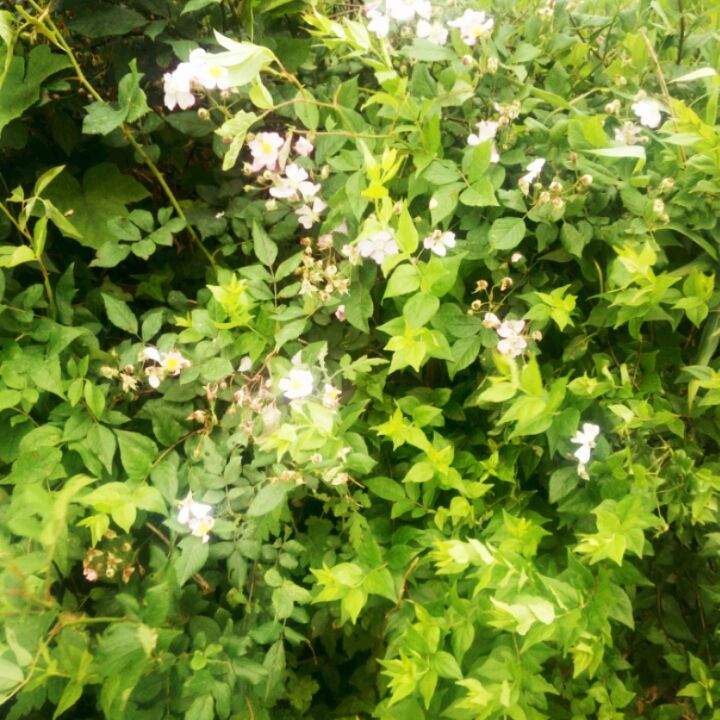 爱吃七喜排骨的小南28