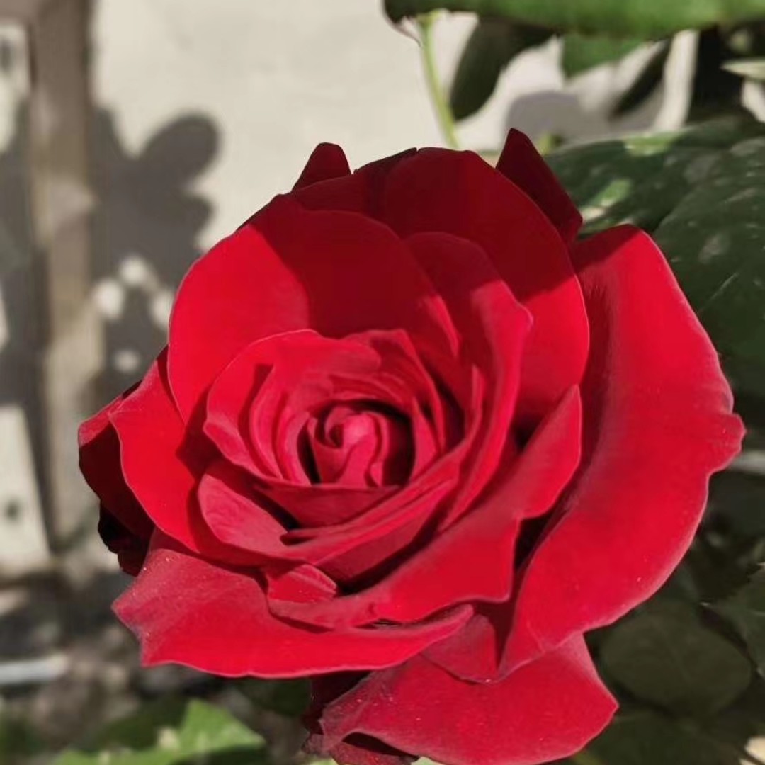 爱吃烂蒜肥肠的超人