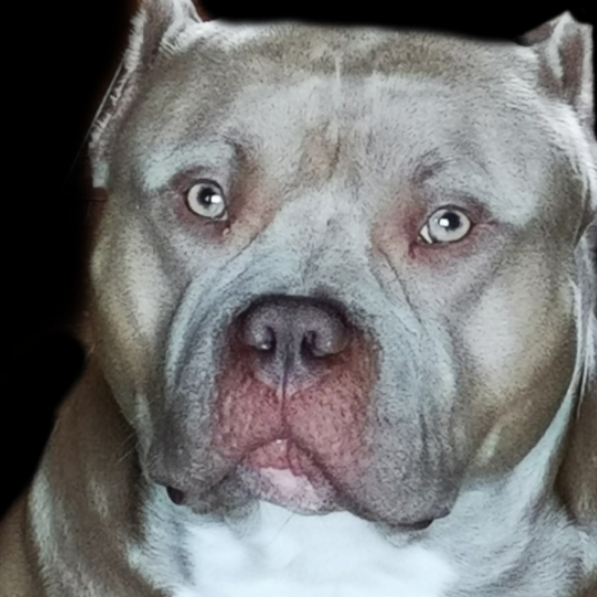 哈库拉玛塔塔+1