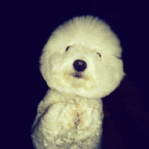 比比比比比比熊