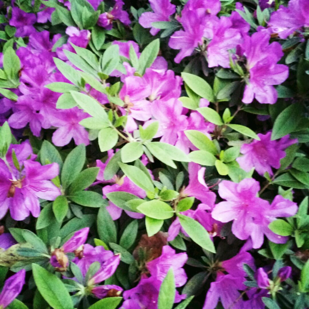 爱吃松仁鸡米的水晶