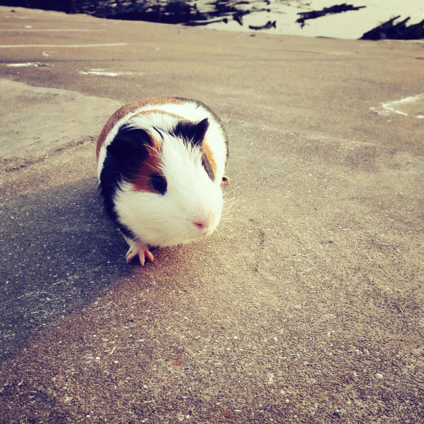 力dark无穷尻比兽