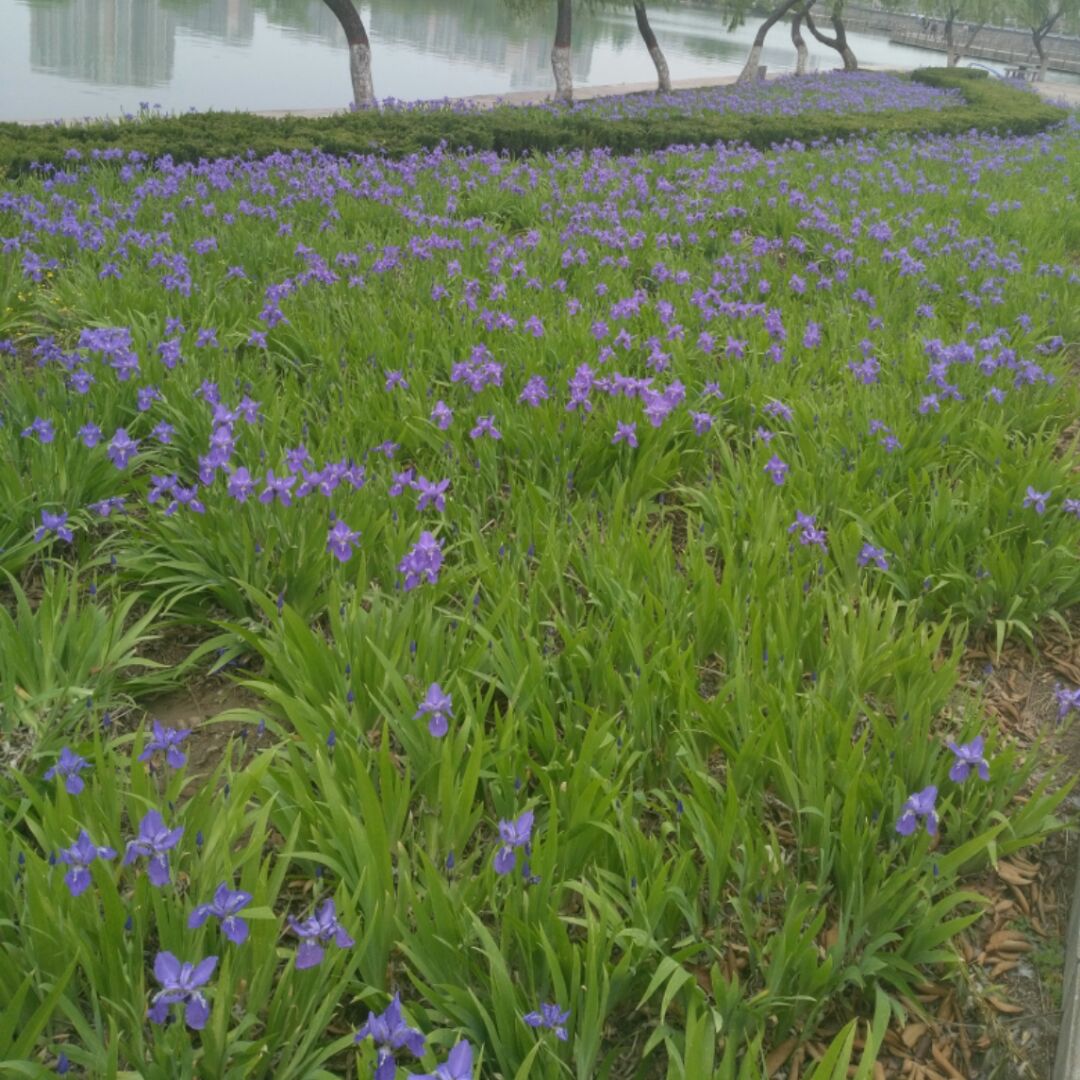 kang悠悠草