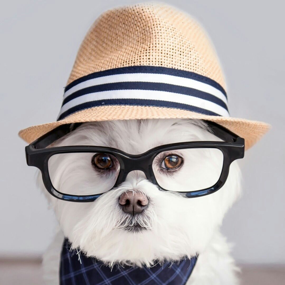 爱吃客家肉丸的船长