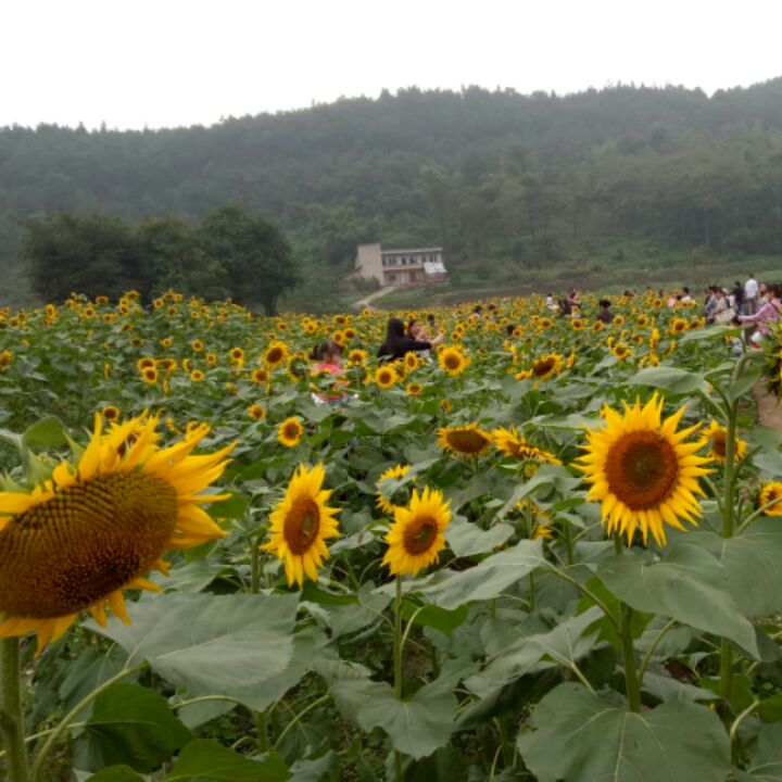 回忆者超自信95