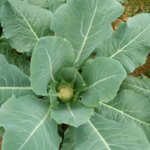 卡其色的越橘荛花