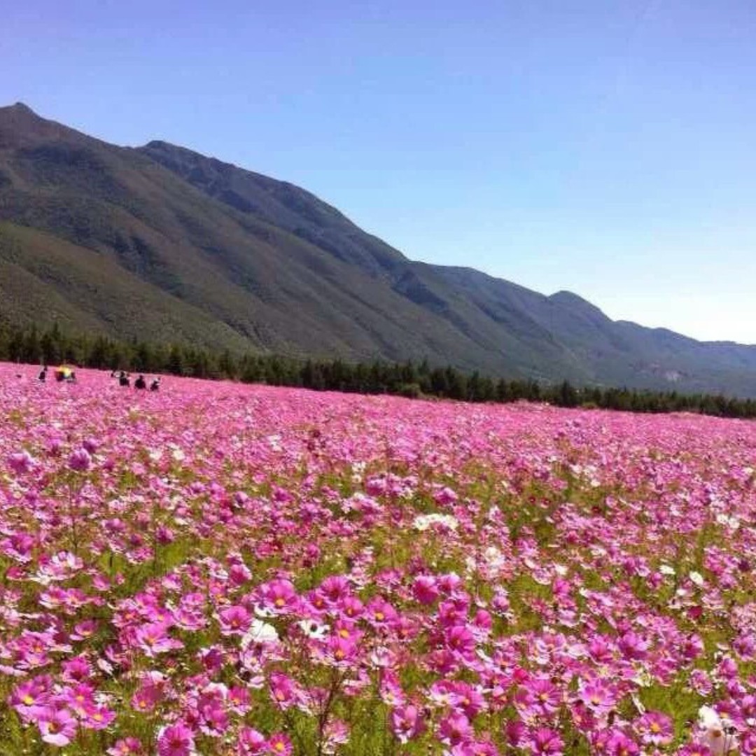 爱打扮(www.idaban.cn)，爱吃西瓜皮花的星宿