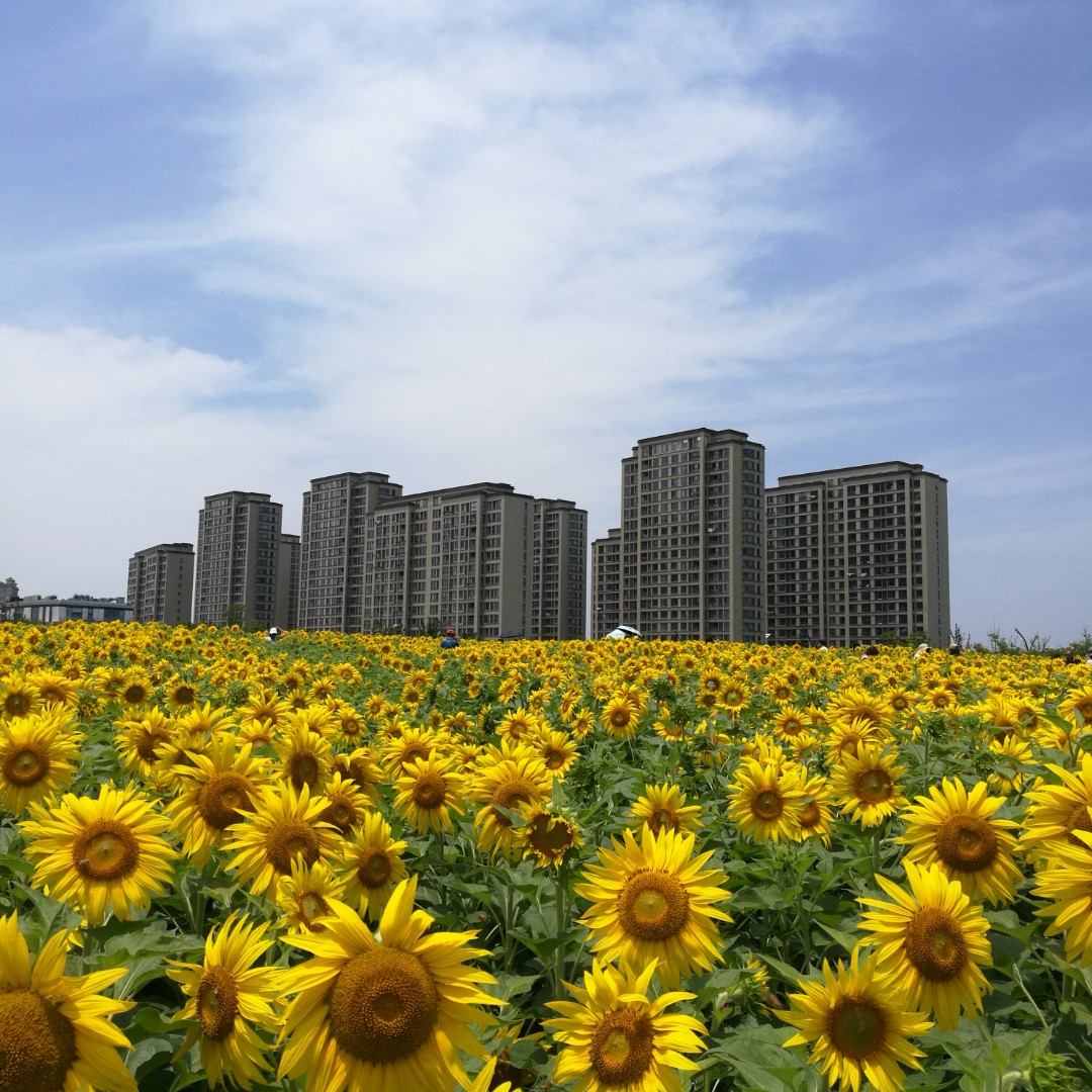 太阳从浦东升起