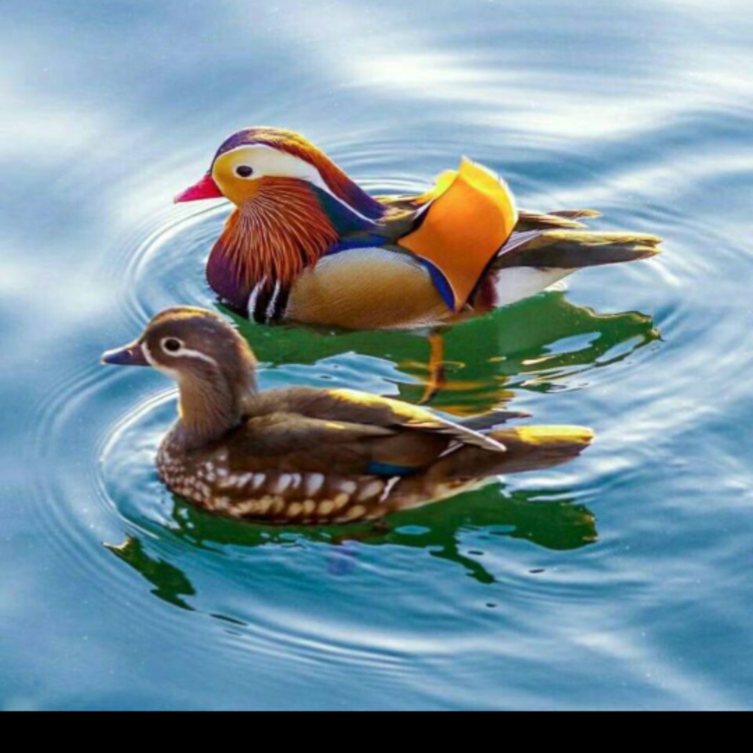 爱吃滑蛋里脊的芒果桑