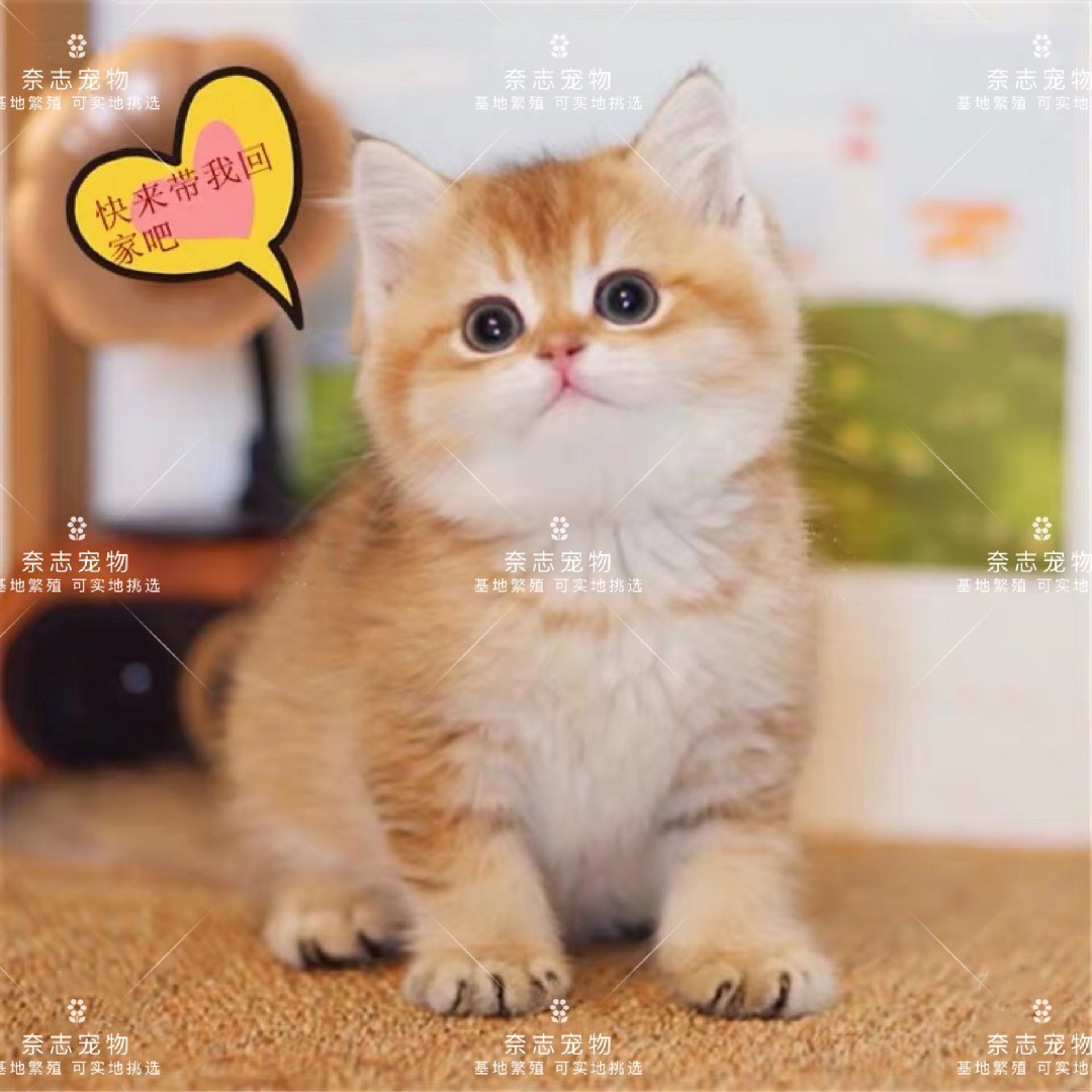 骑着小猪上幼儿园