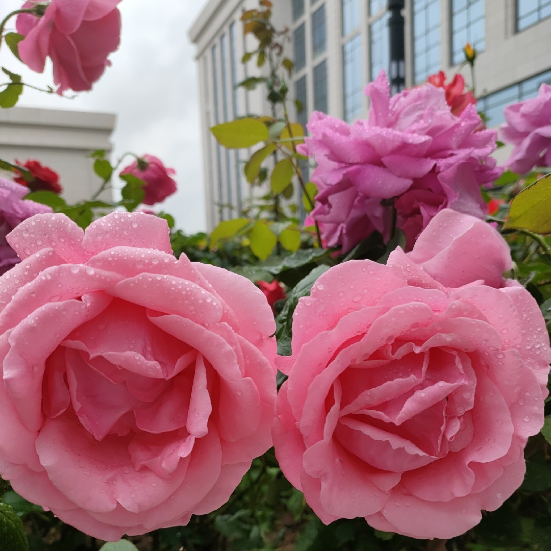 爱吃馒头的团团