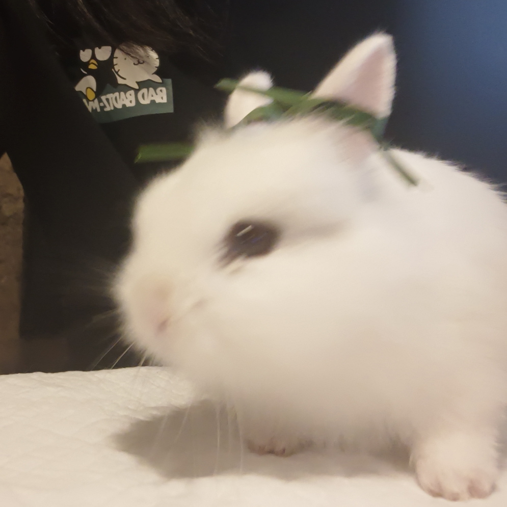 抢走宴宗主的阿峤