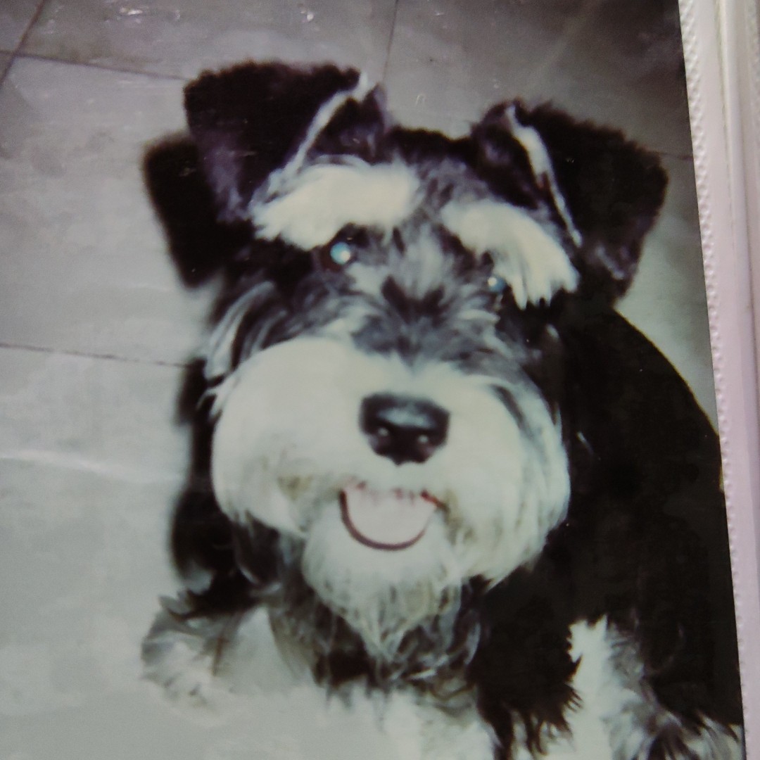 黑乎乎的龙须海棠狗皇爺