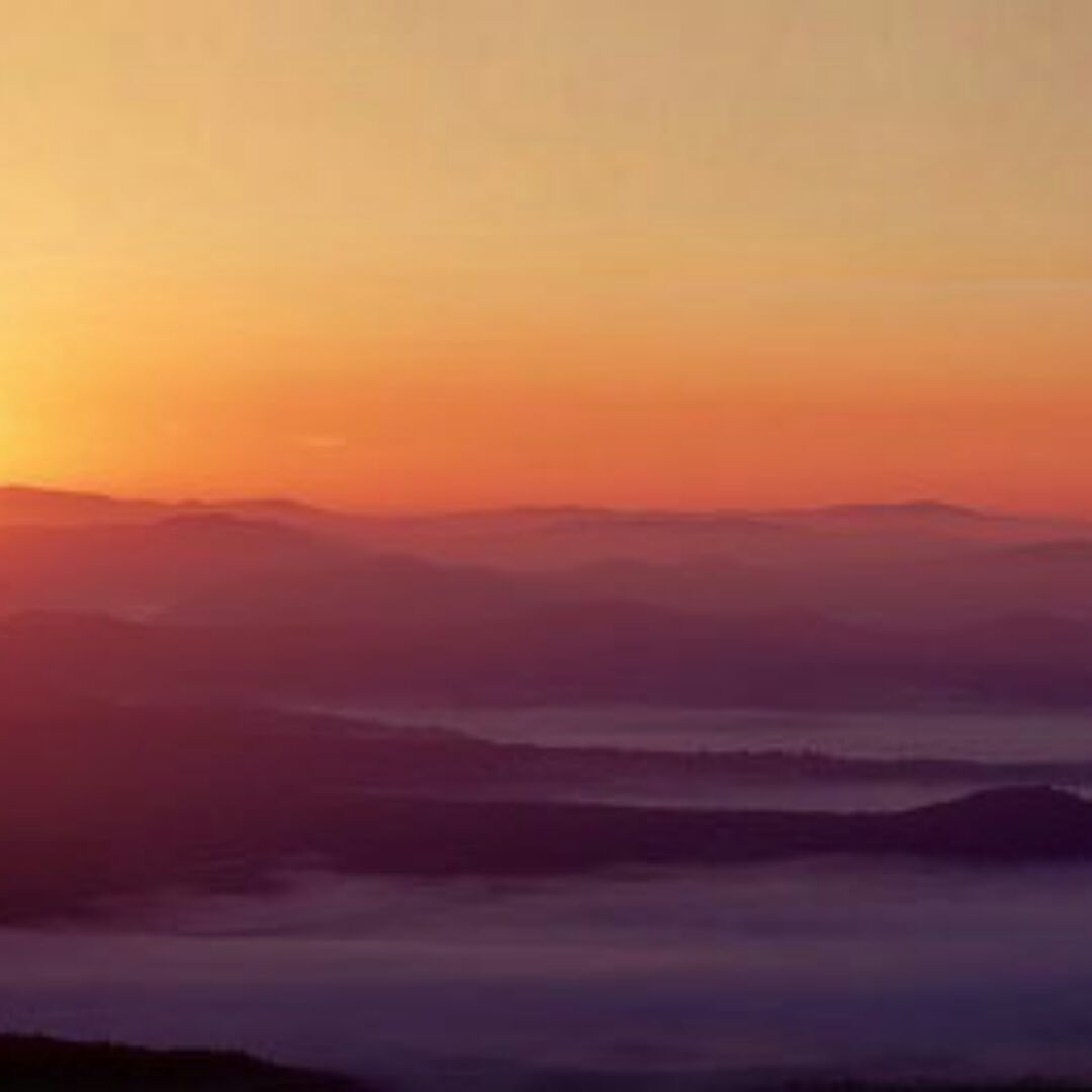 微猫忍冬蚁猫闪电2有单1