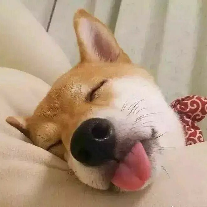 抓船长的小鲨鱼