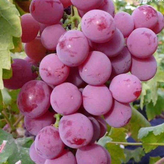 回忆是我永恒的殇