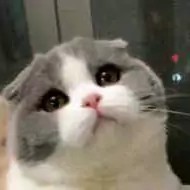 我就看看我不买