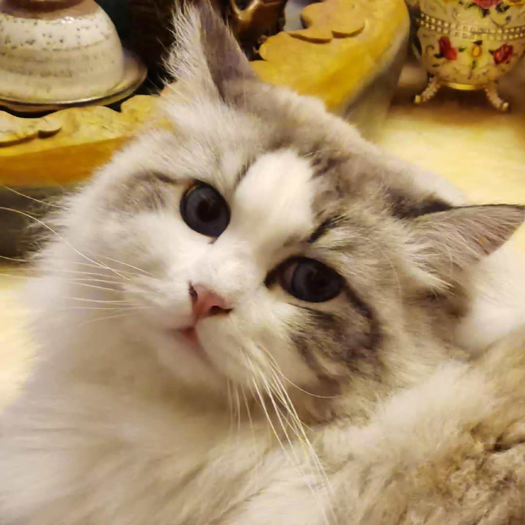 森林绿的麦黄葡萄