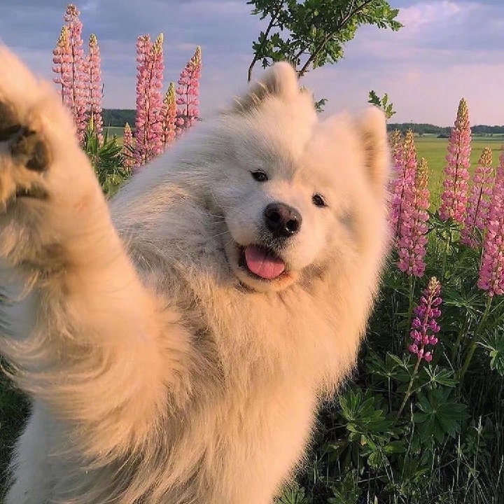 爱吃三合一面的香菇