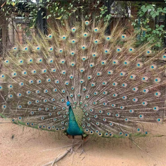 鲜黄色的软枣猕猴桃