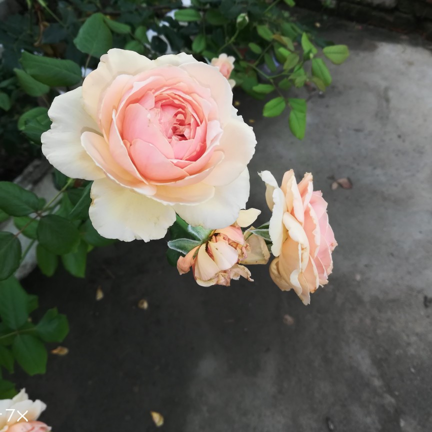 踏过杏花几座桥