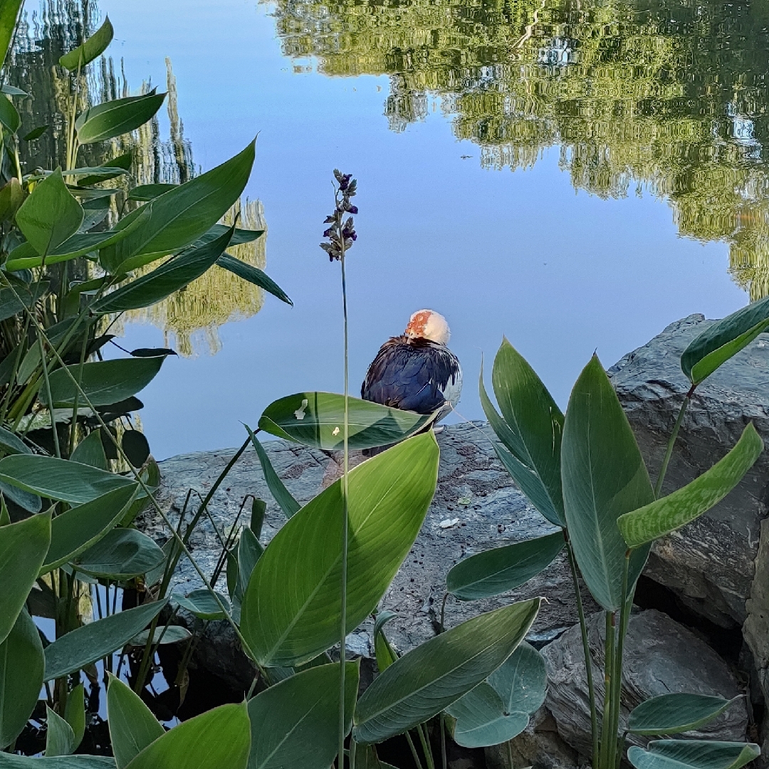 爱吃巴西烤肉的花卷